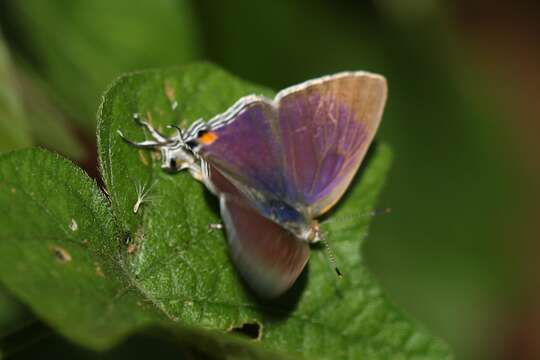 Слика од Hypolycaena pachalica Butler 1888