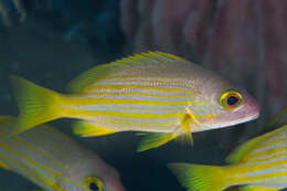 Image of Golden-lined snapper