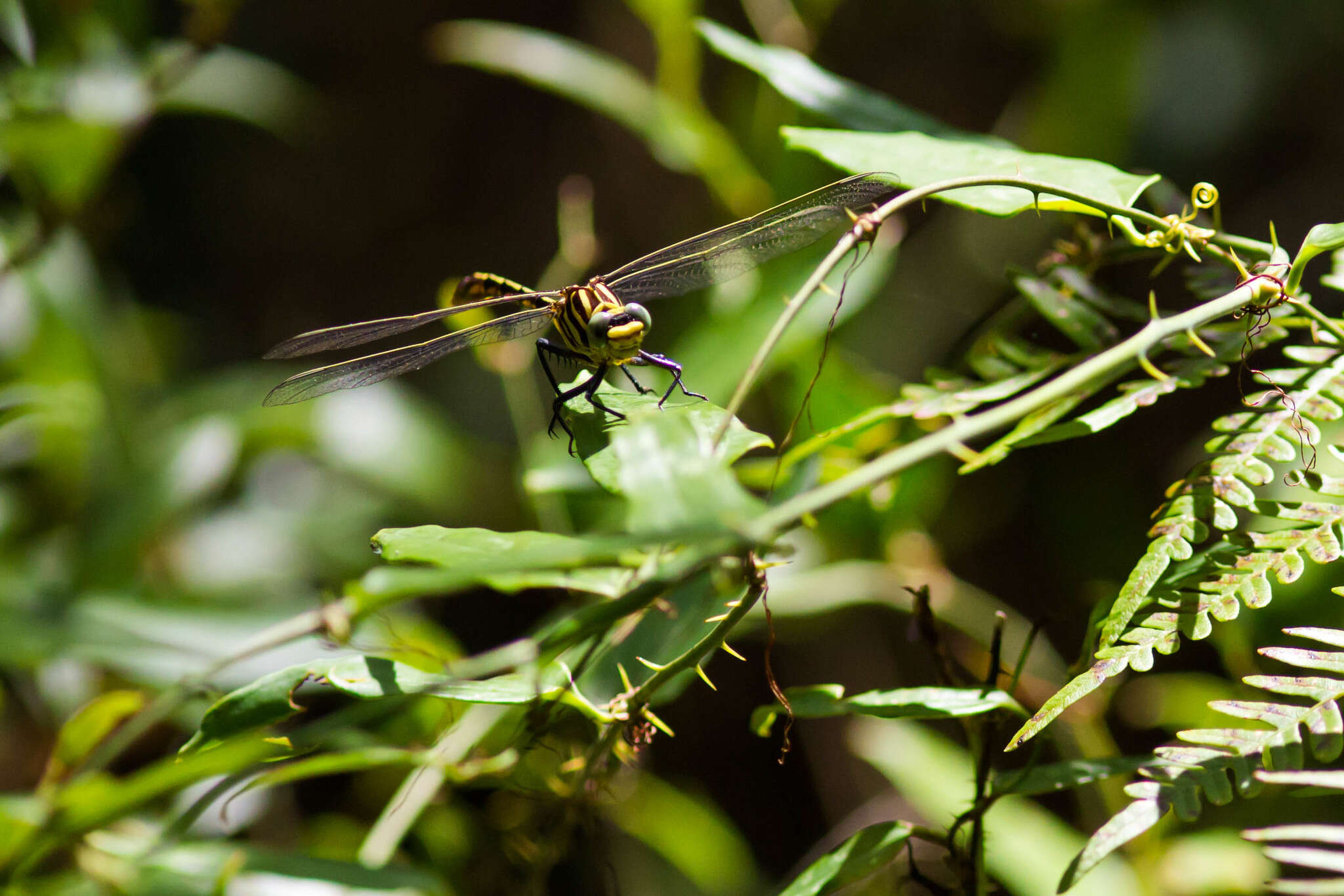 Image of Southeastern Spinyleg