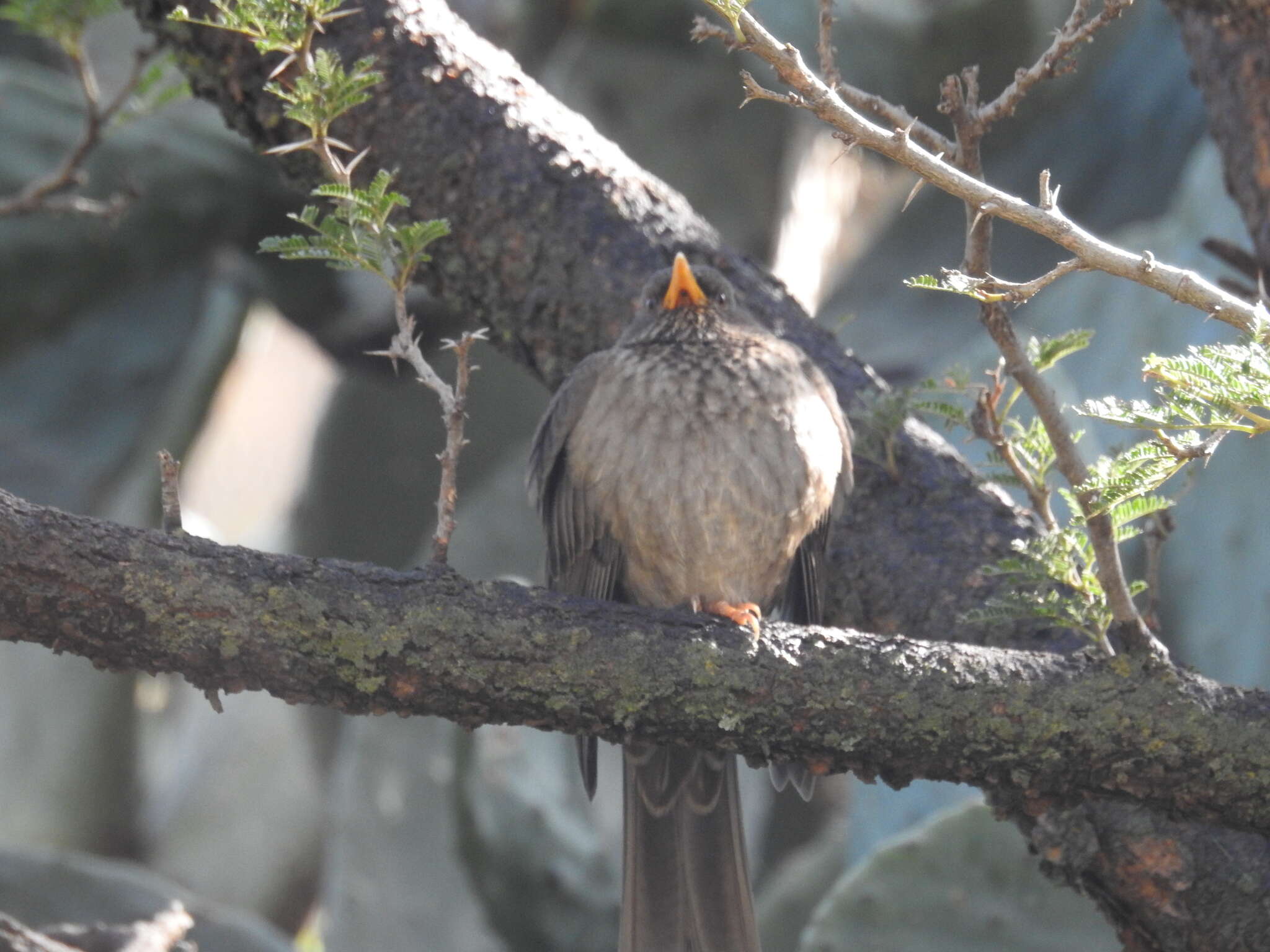 Image of Yemen Thrush