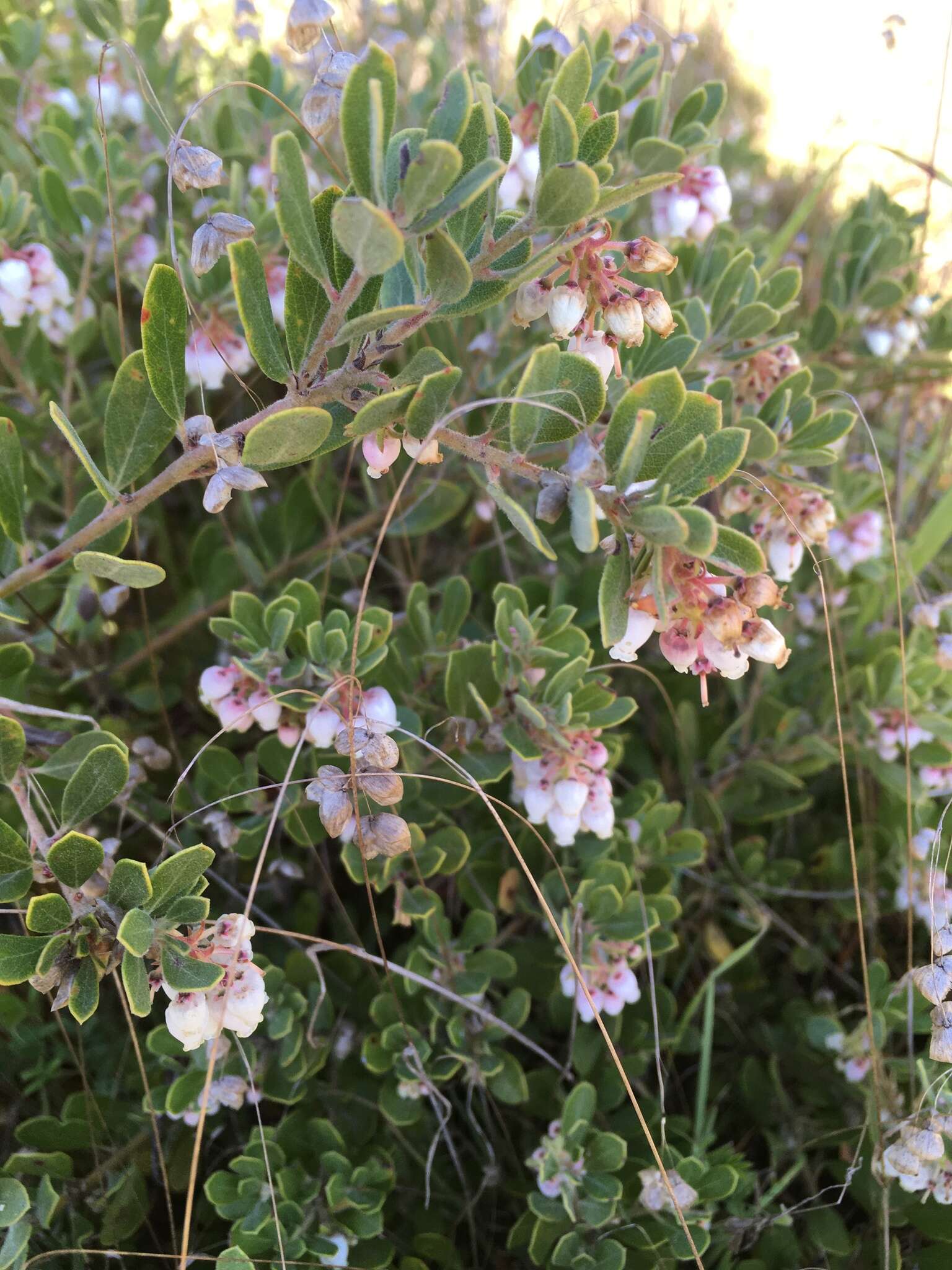 Image de Arctostaphylos pumila Nutt.