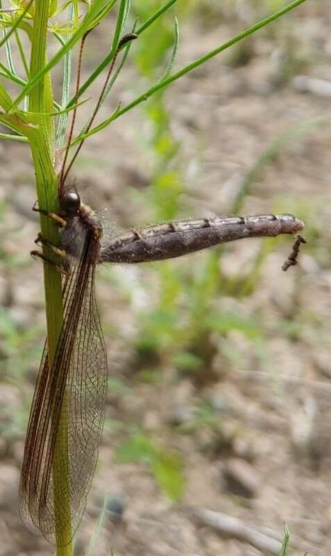 Sivun Ascaloptynx appendiculata (Fabricius 1793) kuva