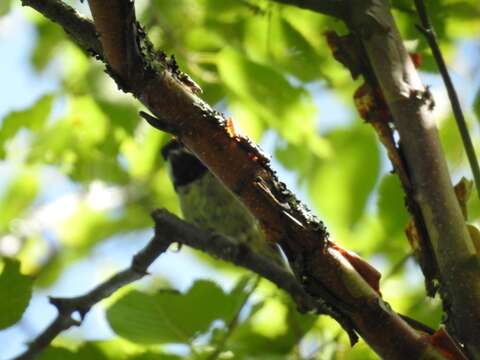 Image of Black-bibbed Tit