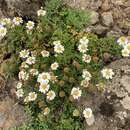 Image of Argyranthemum hierrense C. J. Humphries