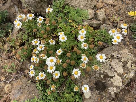 Image of Argyranthemum hierrense C. J. Humphries