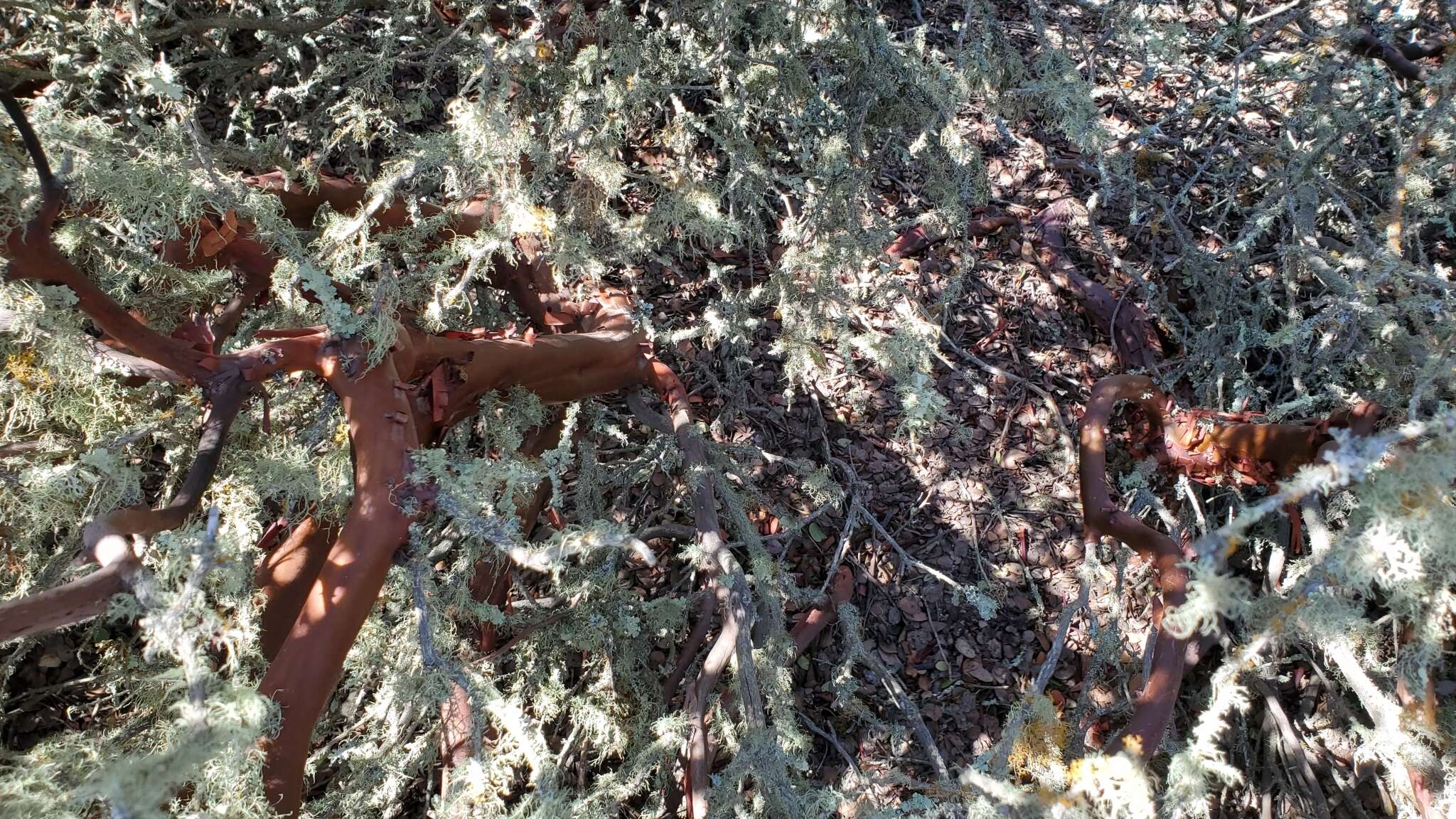 Image of whitehair manzanita