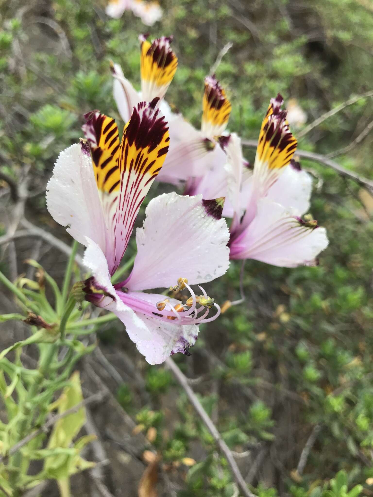 Image of Alstroemeria pulchra Sims