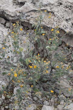 Image of yellow Indian mallow