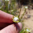 Plancia ëd Phylica fruticosa Schltr.