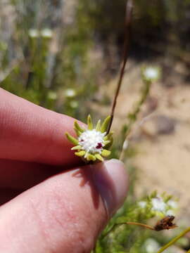 Image of Phylica fruticosa Schltr.