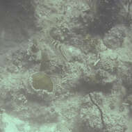 Image of Nassau Grouper