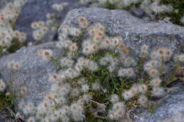 Plancia ëd Galium eriocarpum Bartl. ex DC.