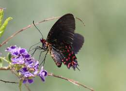 Image of Parides photinus (Doubleday 1844)