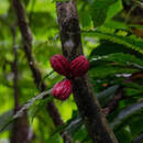 Guarea rhopalocarpa Radlk.的圖片