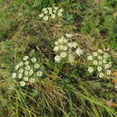 Image of snow parsley