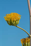 Agave margaritae Brandegee resmi