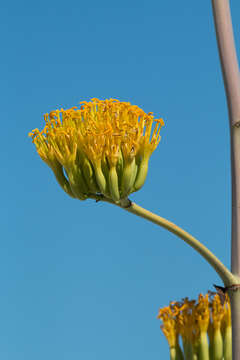 Image of Agave margaritae Brandegee