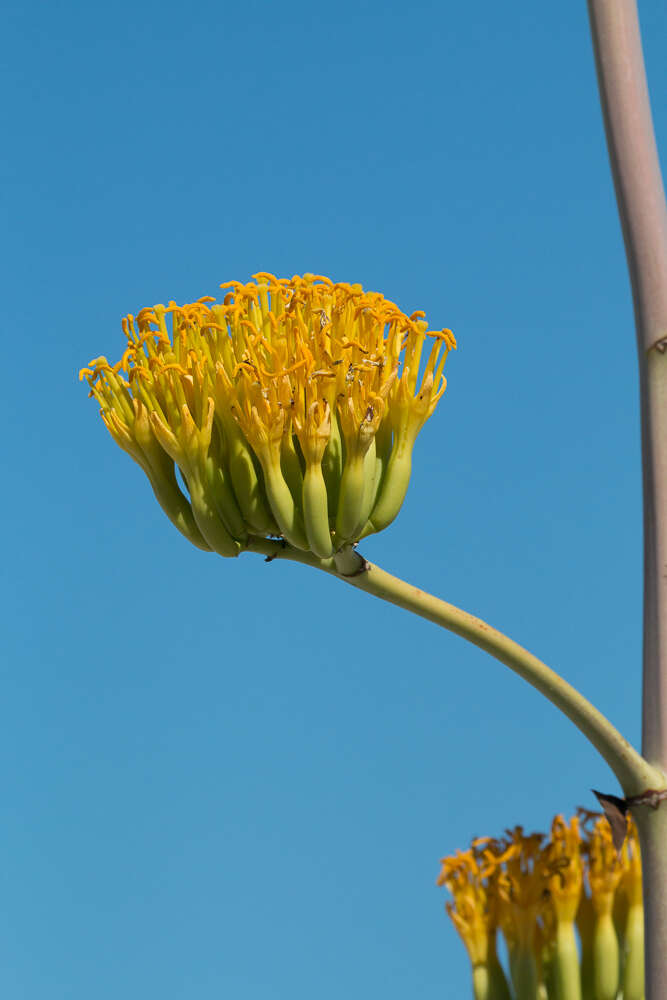 Agave margaritae Brandegee resmi