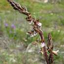 Image of Acrolophia micrantha (Lindl.) Pfitzer