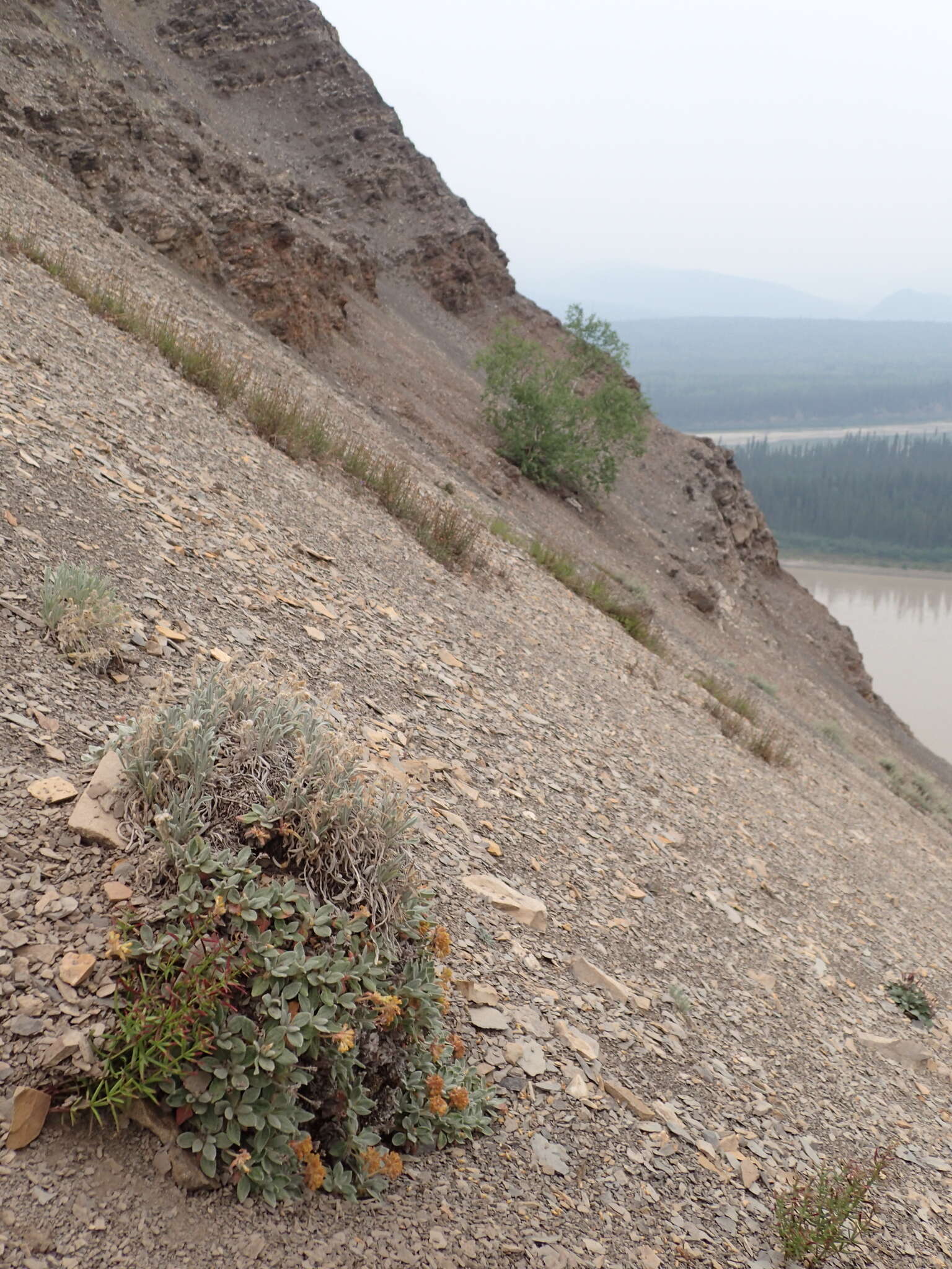 Image of alpine golden buckwheat