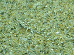 Image of Marbled Goby