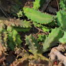 Imagem de Ceropegia loeseneriana (Schltr.) Bruyns