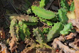 Image of Ceropegia loeseneriana (Schltr.) Bruyns