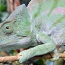 Image of Parson’s chameleon