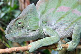 Image of Parson’s chameleon