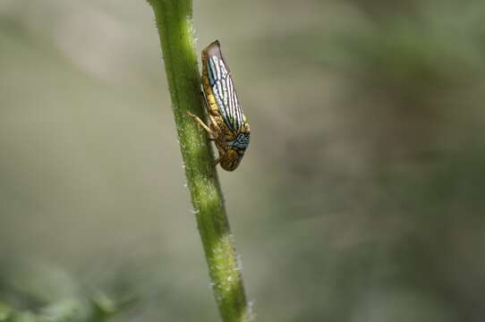 Image of Black-winged sharpshooter