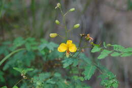 Image of <i>Arquita mimosifolia</i>