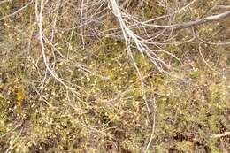 Imagem de Drosera rupicola (N. G. Marchant) Lowrie