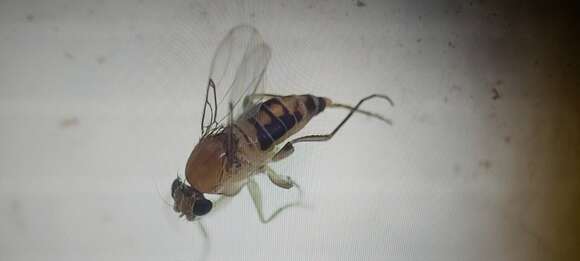 Image of Scuttle fly