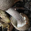 Image of Volvariella terrea Musumeci & A. Riva 2007