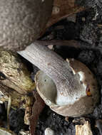 Image of Volvariella terrea Musumeci & A. Riva 2007