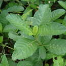 Imagem de Ruellia ciliatiflora Hook.