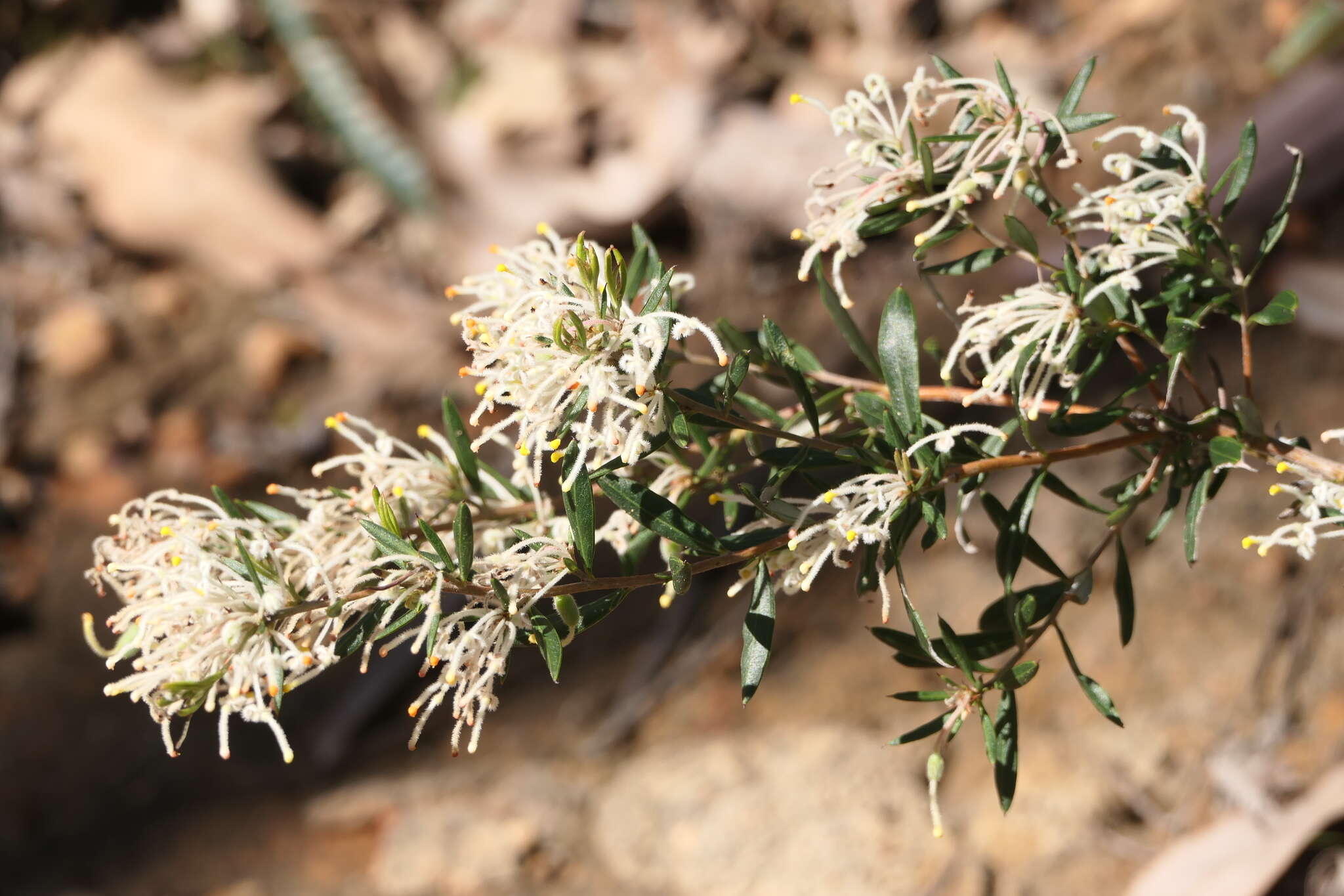 Image of Grevillea pilulifera (Lindl.) Druce