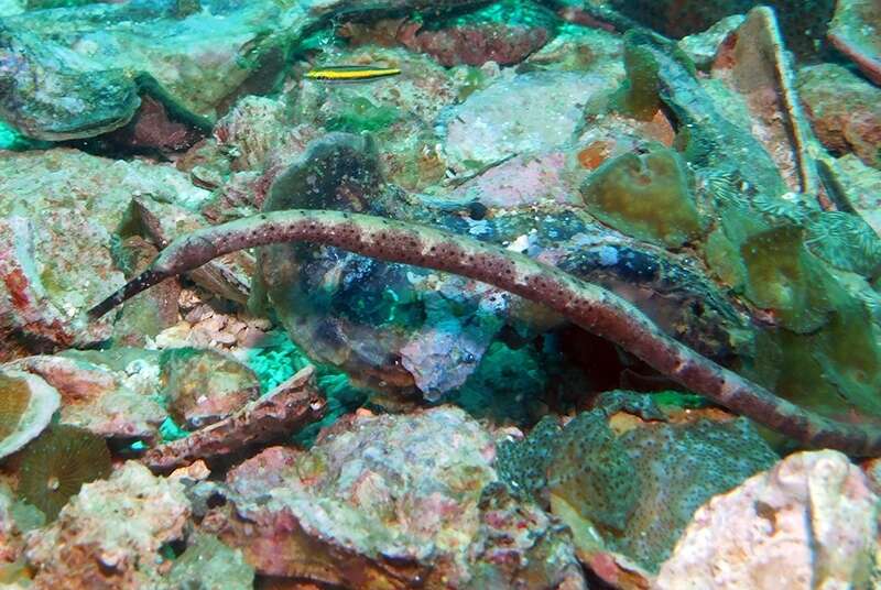 Image of Longnose pipefish