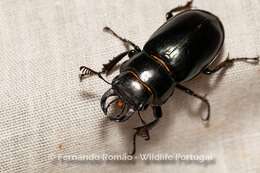 Image de Lucanus (Pseudolucanus) barbarossa Fabricius 1801