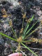 Слика од Cyperus tetragonus Elliott