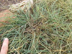 Image of slimspike windmill grass