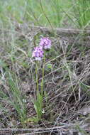 Sivun Neotinea tridentata subsp. tridentata kuva