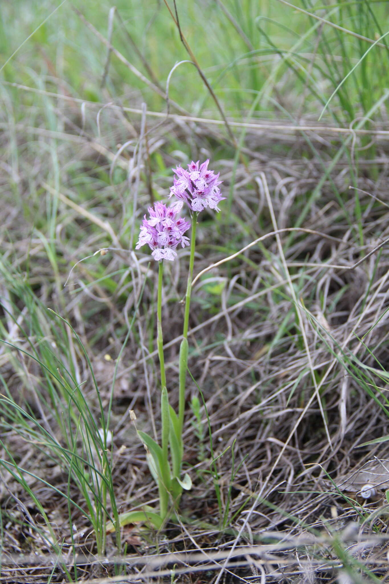 Image de Neotinea tridentata subsp. tridentata