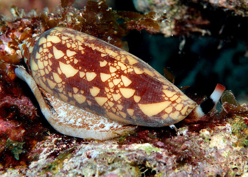 Image of gold leafed cone