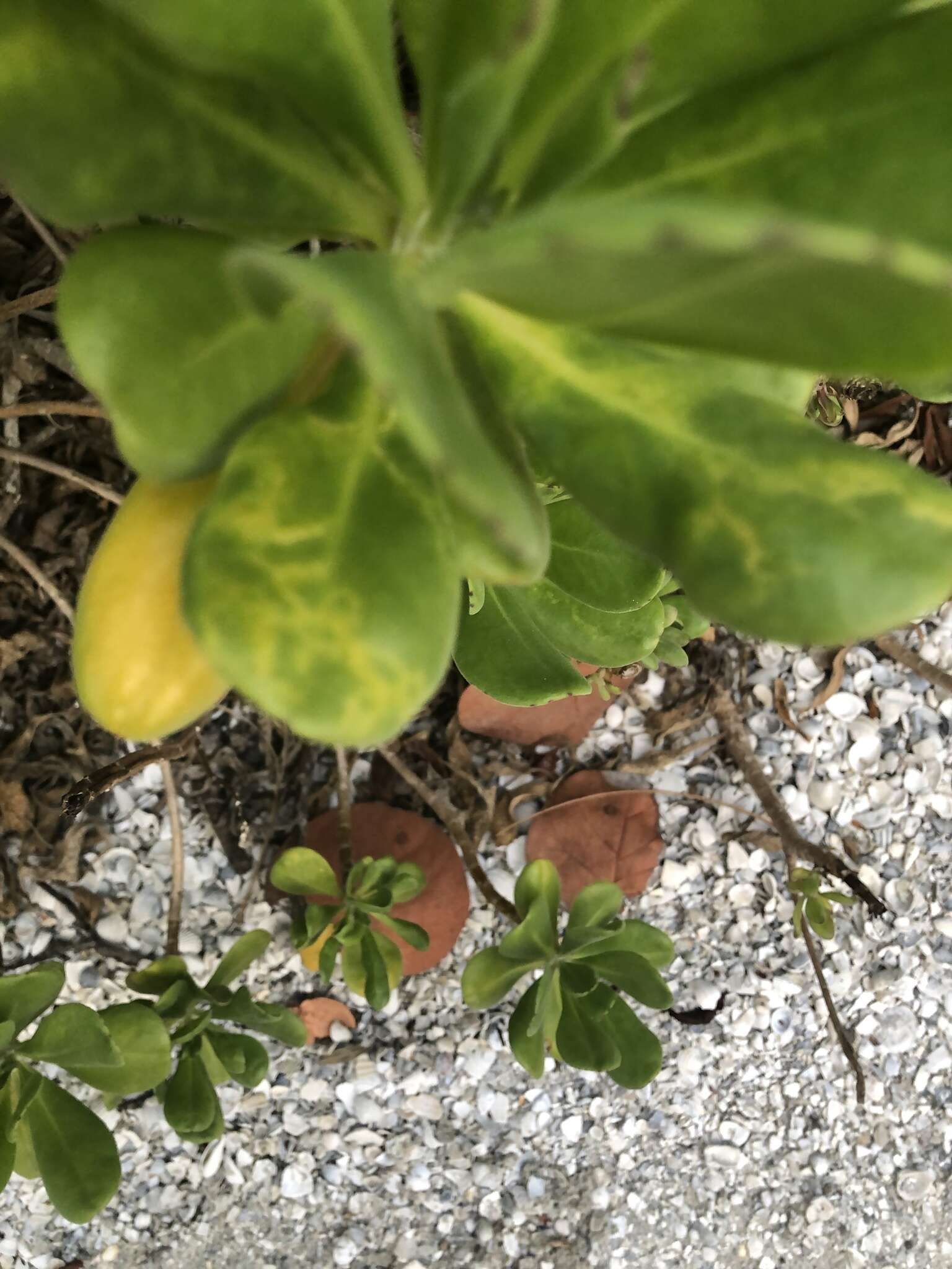 Image of Cucumber mosaic virus