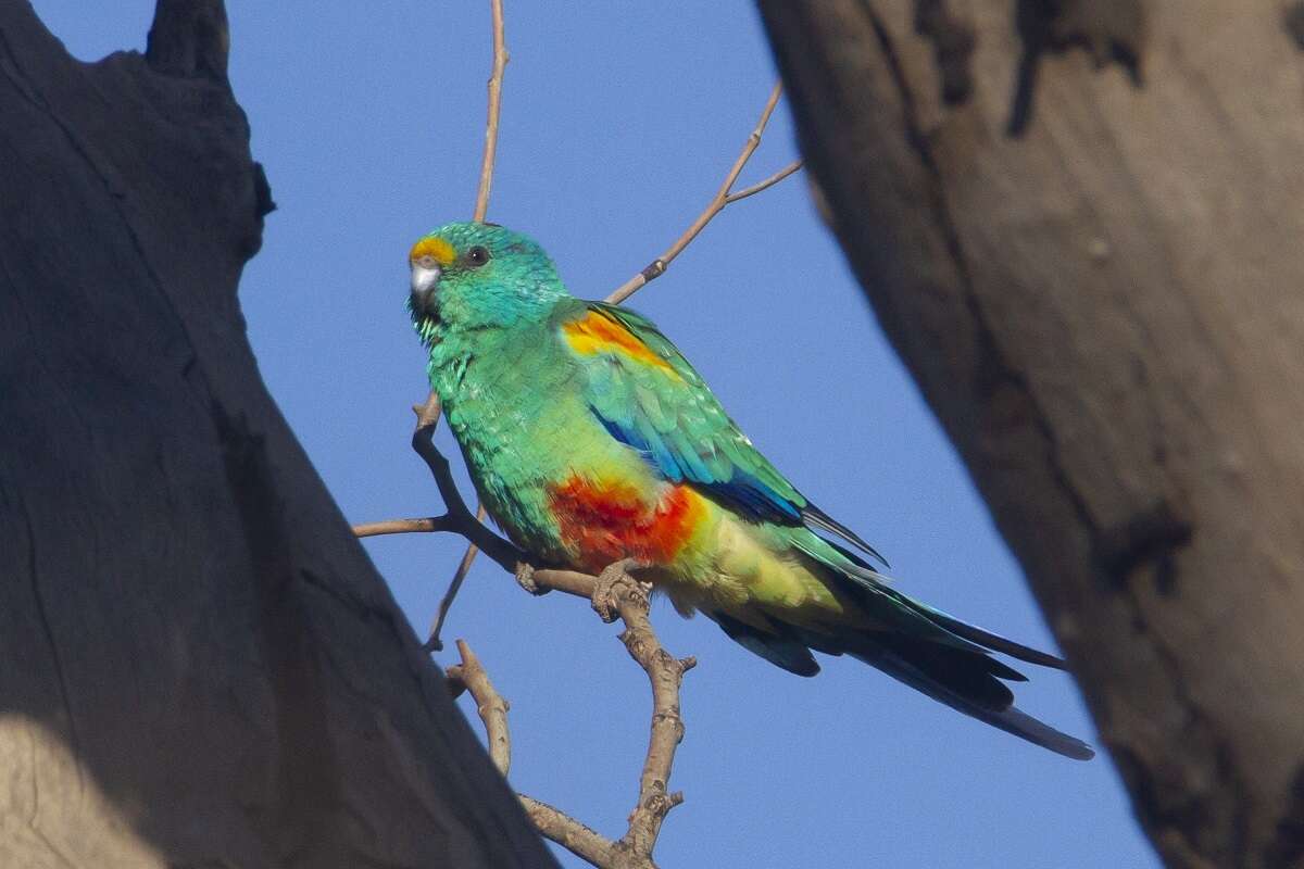 Image of Many-coloured Parakeet