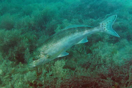 Image of Dactylophora