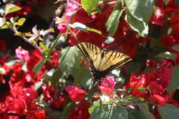 Image of Two-tailed Swallowtail