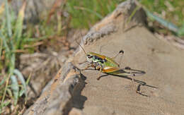 Image de Anonconotus occidentalis Carron, G. & Wermeille 2002