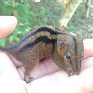 Image of Northern Three-striped Opossum